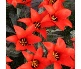 Tulipe - Pedro - 10 bulbes - BIO