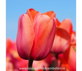 Tulipe - Apricot Impression - 10 bulbes - BIO