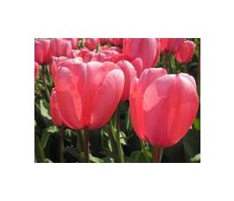 Tulipe - Pink Impression - 10 bulbes - BIO