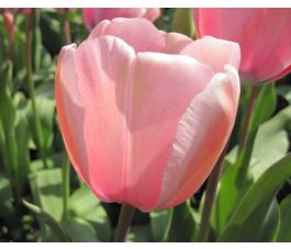 Tulipe - Salmon Impression - 10 bulbes - BIO