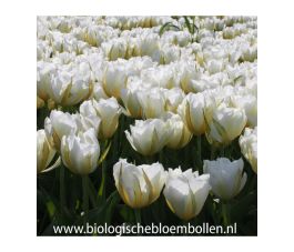 Tulipe - Exotic Emperor - White Valley - 10 bulbes - BIO