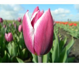 Tulipe - Synaeda Blue - 10 bulbes - BIO