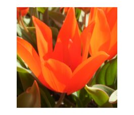 Tulipe botanique - Tulipa praestans - Zwanenburg - 10 bulbes - BIO