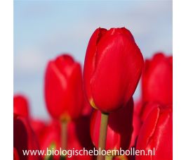 Tulipe - Fire Clay - 10 bulbes - BIO