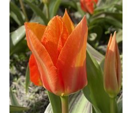 Tulipe - Willemijn - 10 bulbes - BIO