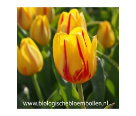 Tulipe - Freedom Flame - 10 bulbes - BIO