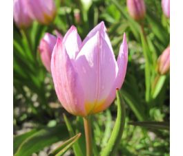 Tulipe botanique - Tulipa bakerii 'Lilac Wonder' - 10 bulbes - BIO