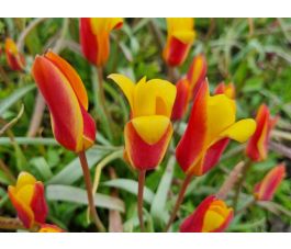 Tulipe botanique - Tulipa clusiana var. Chrysantha - 10 bulbes - BIO