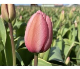 Tulipe - Design Impression - 10 bulbes - BIO