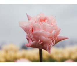 Tulipe - Dreamer - 10 bulbes - BIO