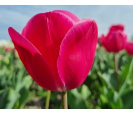 Tulipe - Carola - 10 bulbes - BIO