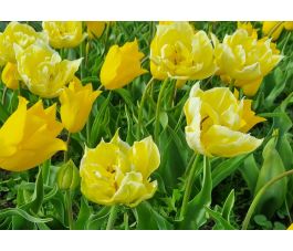 Tulipe - Jaune - mélange Yokohama/Verona - 10 bulbes - BIO