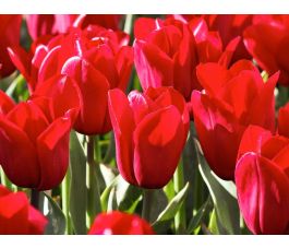 Tulipe - Strong Love - 10 bulbes - BIO
