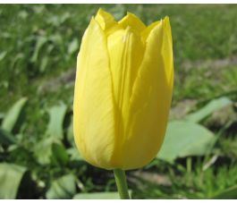 Tulipe - Muscadet - 10 bulbes - BIO