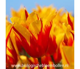 Tulipe - Fire Wings - 10 bulbes - BIO