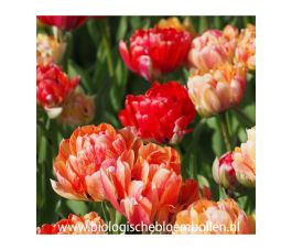 Tulipe - Gudoshnik Double - 10 bulbes - BIO