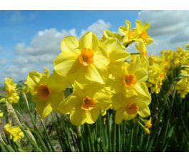 Narcisse - Martinette - 10 bulbes - BIO