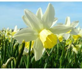 Narcisse - Sailboat - 10 bulbes - BIO