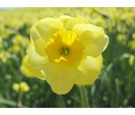 Narcisse - Sundisc - 10 bulbes - BIO