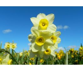 Narcisse - Minnow - 10 bulbes - BIO