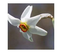 Narcisse - Recurvus - 10 bulbes - BIO