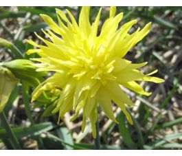 Narcisse - Rip van Winkle - 10 bulbes - BIO