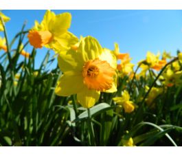 Narcisse - Jetfire - 10 bulbes - BIO