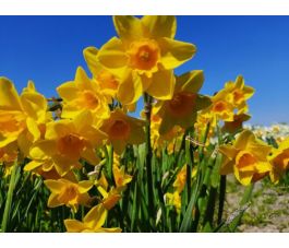 Narcisse - Garden Opera - 10 bulbes - BIO