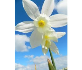 Narcisse - Thalia - 10 bulbes - BIO