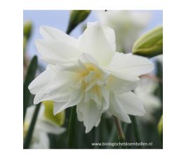 Narcisse - Calgary - 10 bulbes - BIO