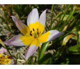 Tulipa saxatalis - 10 bulbes - BIO