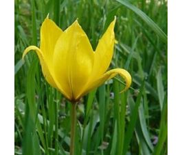 Tulipe des bois - Tulipa sylvestris - 10 bulbes - BIO