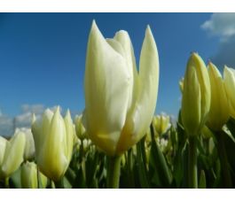 Tulipe - Purissima - 10 bulbes - BIO