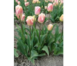 Tulipe - Siesta - 10 bulbes - BIO