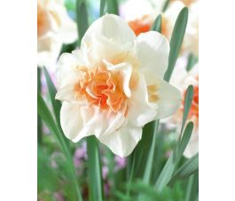 Narcisse - Replete - 10 bulbes - BIO