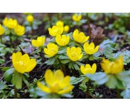 Eranthis Cilicica - 10 bulbes - BIO