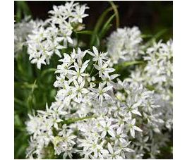 Allium cowanii - 10 bulbes - BIO