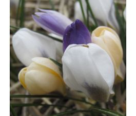Crocus botanique - mélange de couleurs - 10 bulbes - BIO