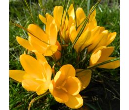 Crocus - Golden Yellow - 10 bulbes - BIO