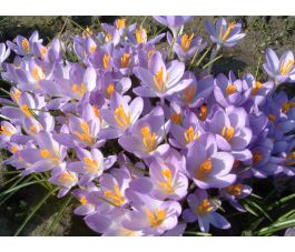 Crocus botanique - Barr's Purple - 25 bulbes - BIO