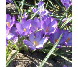 Crocus botanique - Ruby Giant - 25 bulbes - BIO