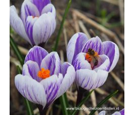 Crocus - King of the Striped - 10 bulbes - BIO