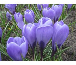 Crocus - Aqua - 10 bulbes - BIO