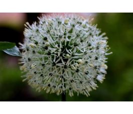 Allium ameloprasum - Ping Pong - 10 bulbes - BIO