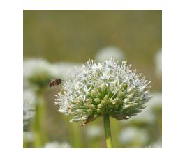 Allium stiptatum - Ail ornemental 'Mount Everest' - 5 bulbes - BIO