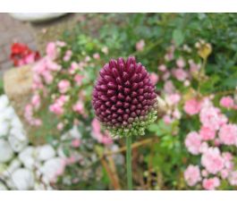 Allium spaerocephalon - 10 bulbes - BIO