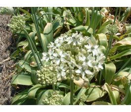 Ail noir - Allium nigrum - 5 bulbes - BIO