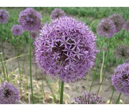 Allium - Gladiator - 3 bulbes - BIO