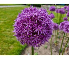 Allium - Violet Beauty - 5 bulbes - BIO