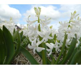 Jacinthe - White Pearl - BIO - 3 bulbes